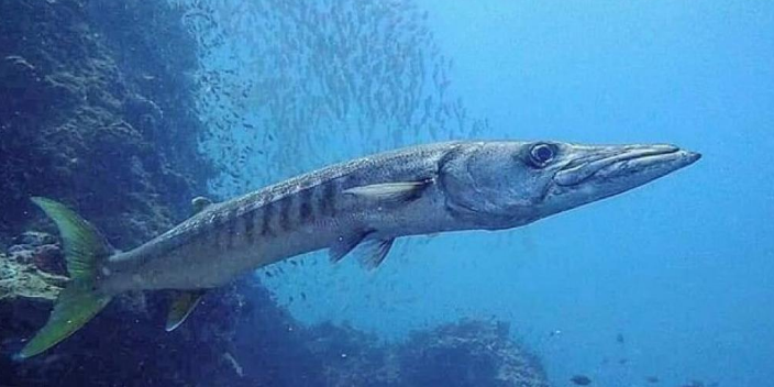 حقيقة خطورة سمكة الباراكودا في البحر الأحمر